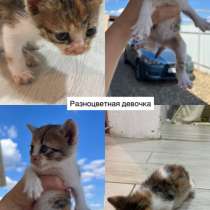 Котенок бесплатно, в Краснодаре