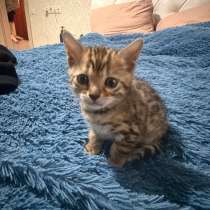 Бенгальские котята, в Уфе