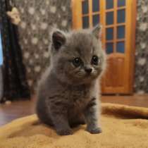 Кошечка шотландская, в Находке