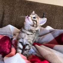 Котенок, в Омске
