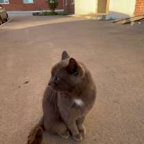 Отдам кота в хорошие руки!, в Каменске-Уральском