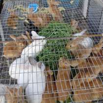 Продам кроликов., в Твери