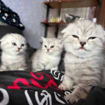 Котята шотландские вислоухие, в Перми