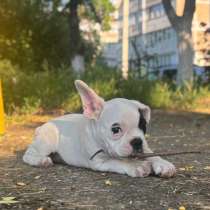 Французский бульдог, в Крымске