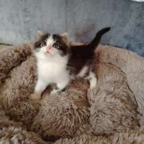 Отдам игривых котят), в Красноармейске