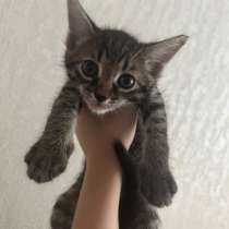 котята в добрые руки, в Казани