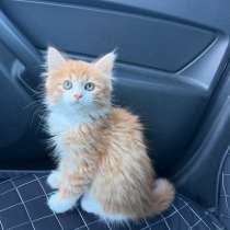 Котенок, в Уфе