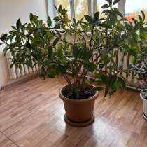 Продам Фикус, в Комсомольске-на-Амуре