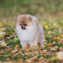 Pomeranian, в г.Усть-Каменогорск