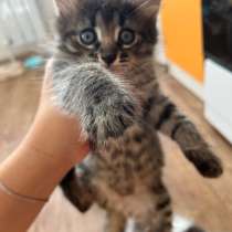 Отдам котят, две девочки, в Йошкар-Оле