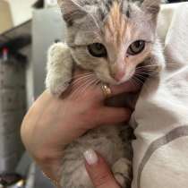 Котенок в добрые руки, девочка, в Дмитрове
