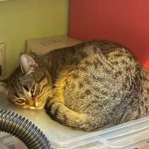 Отдам бесплатно британский кошка, в Красногорске