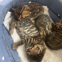 Котята бенгалы, в Подольске