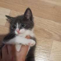 Котята, в Твери