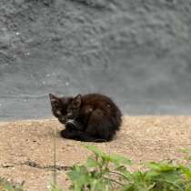 Котенок, в Салавате