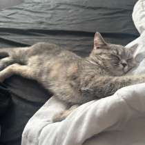 кошка, в Новокузнецке