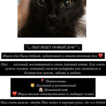 котенок очень важно, в Домодедове