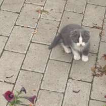 Котенок, в Уфе