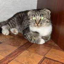 Кошка, в Тамбове