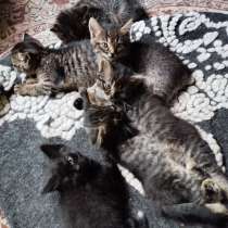 Кормящей кошке и котятам нужна передержка, дом и помощь!, в г.Минск