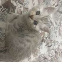 Котенок прямоухий, в Казани