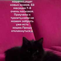 Кошка, в добрые руки, в Чите