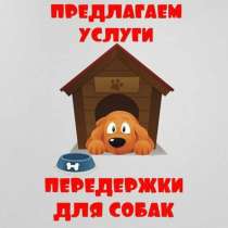 Передержка маленьких пород собачек, в Самаре