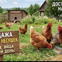 Куры несушки, в Рязани