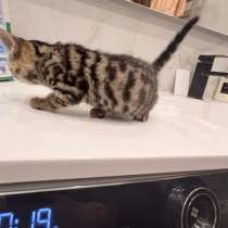 Котенок бенгальский(девочка), в Курске