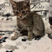 Котенок в добрые руки, в Нижнем Новгороде