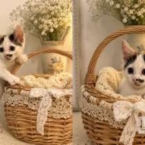 Котенок трехцветный, в Краснодаре