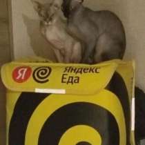 Работа в Яндекс.еда + бонус от меня, в Москве