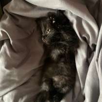 Котенок, в Иркутске