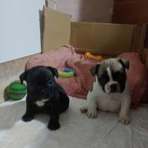 Vendo cuccioli di bulldog francese, в г.Giugliano in Campania