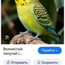 Возьму в дар попугая, в Челябинске