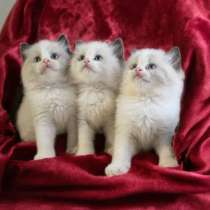 Ragdoll kittens, в г.Baring