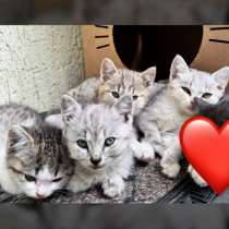 Бесплатно котята с кошкой отдам в добрые руки, в Махачкале