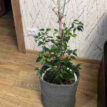 Фикус бенжамина, в Мичуринске
