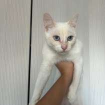 Кошка. Бусинка. Белая, с голубыми глазами, в Краснодаре