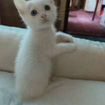 Котята, в Пятигорске