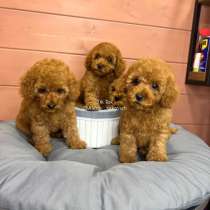 Карликовый Пудель Poodle, в г.Вена