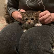 Котёнок в добрые руки, в Владимире