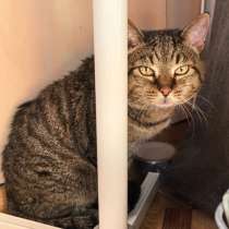 Кошка в добрые руки, в Барнауле