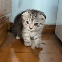 Котенка в хорошие руки, в Топках