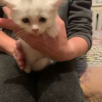Котёнок в добрые руки, в Владимире