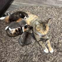 Котята в добрые руки, в Комсомольске-на-Амуре