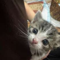 Котята, в Началово