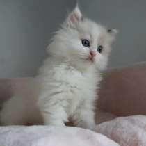 Прекрасные котята для усыновления также доступны в любой точ, в г.Shuchi