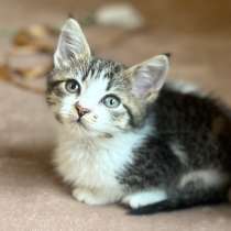 Котенок в добрые руки, в Бронницах