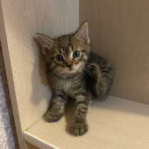 Котята, в Одинцово